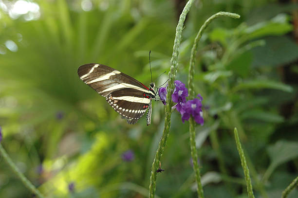 istock Butterfly in Garden 139660797