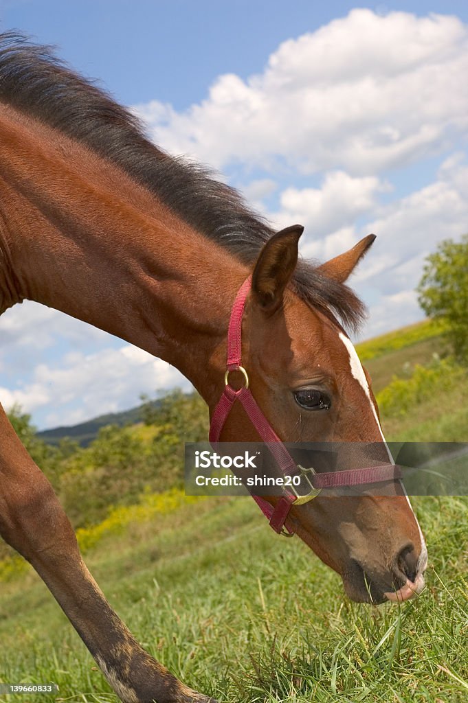Cavalo de alimentação - Royalty-free Acima Foto de stock