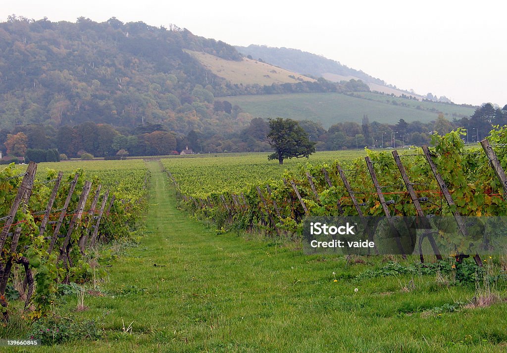 Vineyard - Photo de Agriculture libre de droits