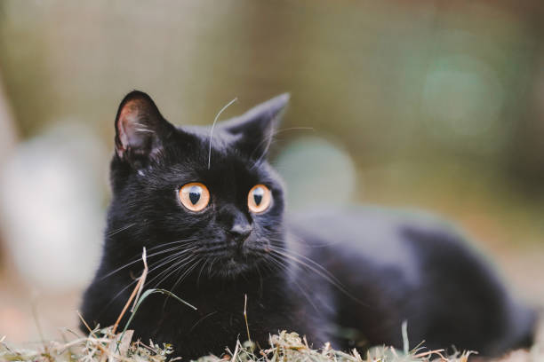 istock A Scottish Fold black cat sitting on the grass looking out to the side. 1396608832