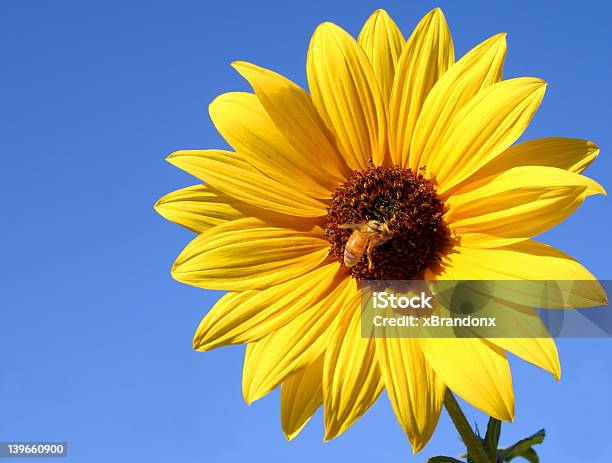 Ape E Girasole - Fotografie stock e altre immagini di Agricoltura - Agricoltura, Aiuola, Ape