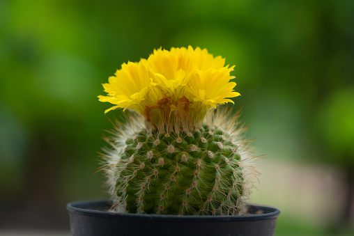 Beautiful yellow Parodia leninghausii albispina cactus flower in flowerpot
