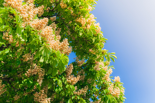 Blooming chestnut symbol of city of Kyiv capital of Ukraine in rays of sunlight. chestnut tree with flowers