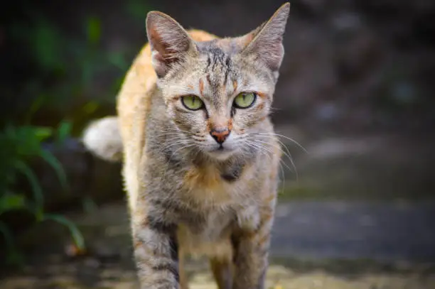A Brown Female Cat Walking With Eyes Looking At Camera In The Yard