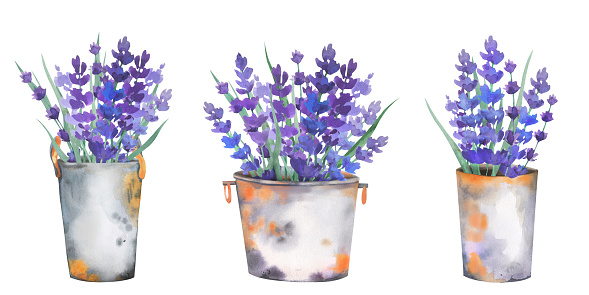 Purple lavender floral bouquets in rusty metal buckets and watering cans.