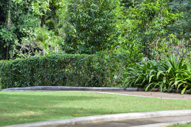 istock Fresh Natural Tropical Garden With Various Plants And Trees 1396609800