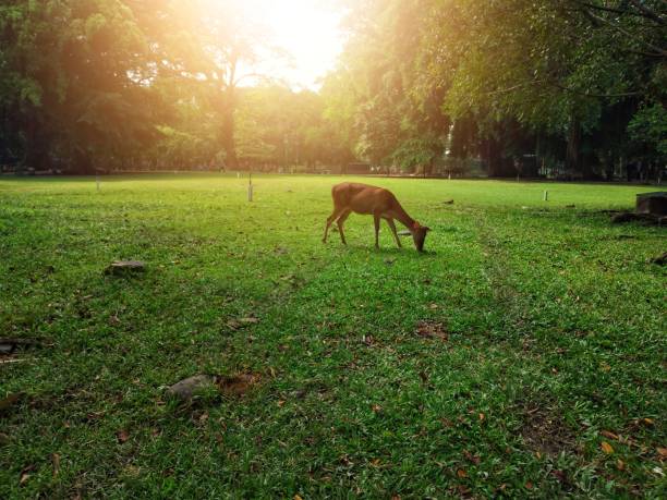 istock The red deer in the meadow 1396610584