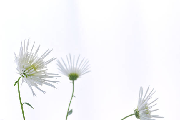 istock White Flowers on the White Background 1396610903