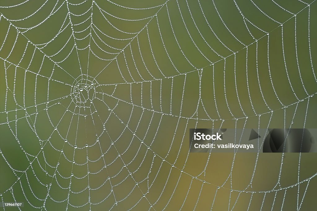 Mattina spiderweb - Foto stock royalty-free di Acqua