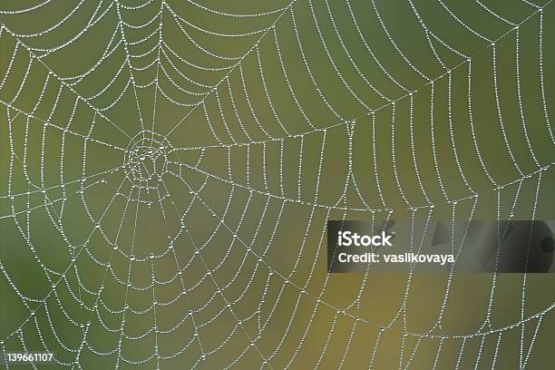 Mattina Spiderweb - Fotografie stock e altre immagini di Acqua - Acqua, Afferrare, Affettuoso