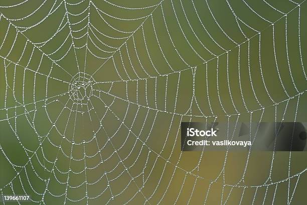 Manhã Spiderweb - Fotografias de stock e mais imagens de Animal - Animal, Apanhar - Atividade Física, Assustador