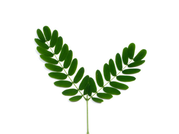 istock Close up White popinac, Lead tree leaves on white background. 1396611615