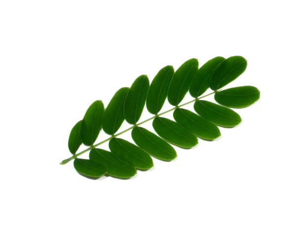 istock Close up White popinac, Lead tree leaves on white background. 1396611656