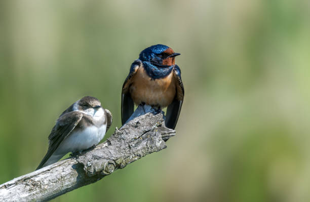 istock Barn swallow (Hirundo rustica) and Sand martin (Riparia riparia) 1396613551
