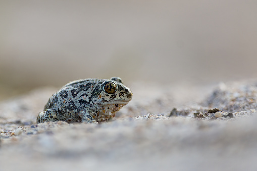 Garlic frog (Pelobates fuscus) on a sand