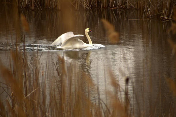 istock Cygnus olor spread its wings floating on the lake. 1396614877