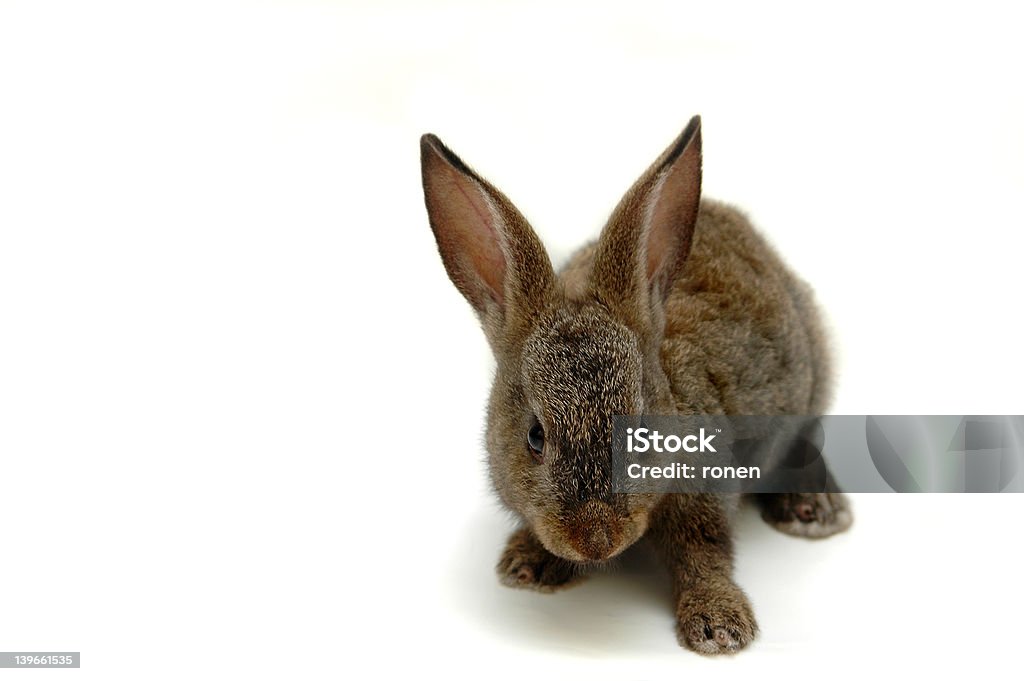 Bunny Bunny on white isolated with some space for caption/text Animal Stock Photo