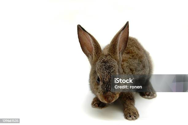 Bunny Stock Photo - Download Image Now - Animal, Brown, Cut Out