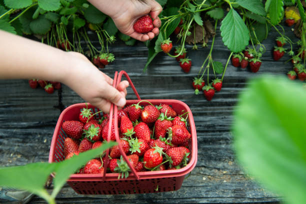 istock hands picking fresh strawberries in the garden 1396615753
