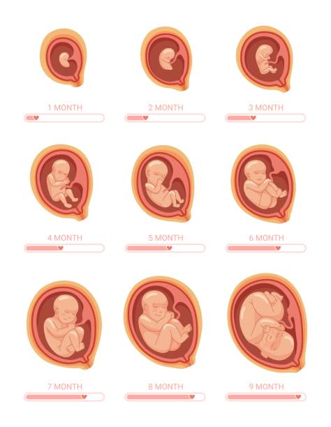 ilustraciones, imágenes clip art, dibujos animados e iconos de stock de etapas fetales. etapa de crecimiento embrionario, proceso de desarrollo del feto 1 9 meses semana de embarazo desarrollar bebé nonato, útero sano embarazada, anatomía niño humano, ilustración vectorial elegante - feto etapa humana