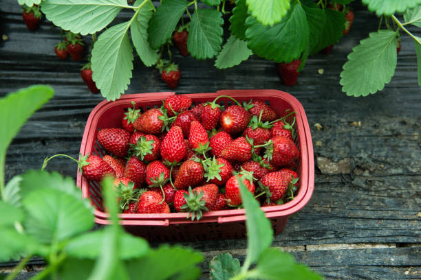 istock Strawberry plants already ripe to harvest 1396615868