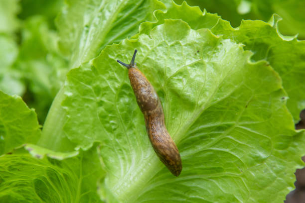 istock brown slug ( Arion rufus ) attack leaf of a vegetable.Agricultural pest. 1396616675