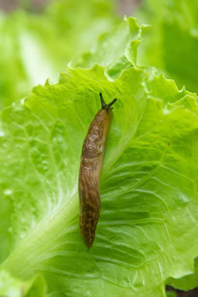 istock brown slug ( Arion rufus ) attack leaf of a vegetable.Agricultural pest. 1396616700