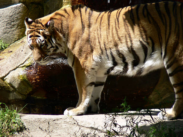 Tiger 3 stock photo