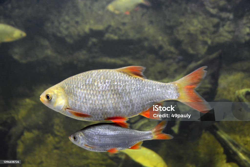 Swimming rudd fish. Underwater swimming two common rudd fish (Scardinius erythrophthalmus) together at the bottom of a lake. Animal Themes Stock Photo