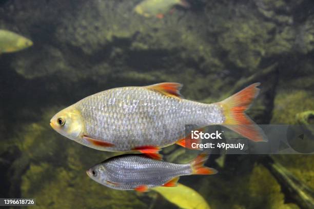 Swimming Rudd Fish Stock Photo - Download Image Now - Animal Themes, At The Bottom Of, Biology
