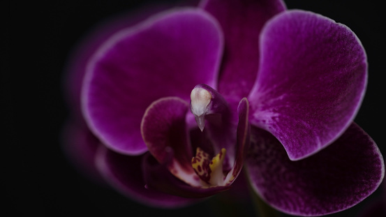 Close-up branch of a dark purple blooming orchid on a black background.Phalaenopsis home flowers,garden.Concept for a beautiful banner,card,gift.Copy space,place for text