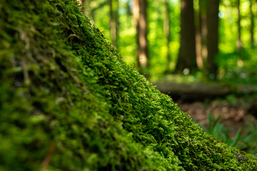 Green moss growing on a tree stump in a European forest.