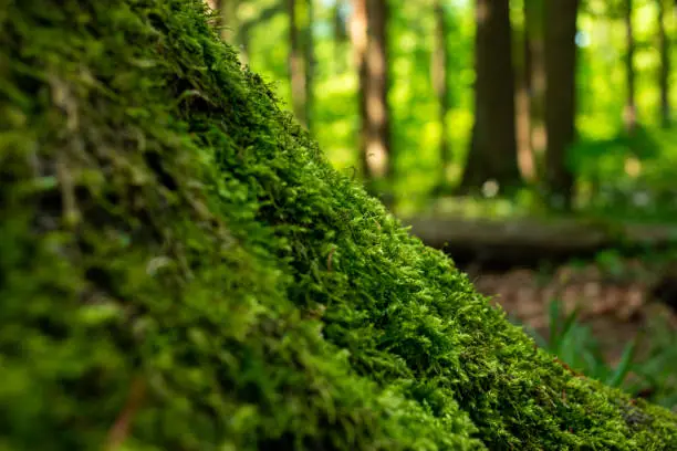 Photo of Green moss growing on a tree stump in a European forest