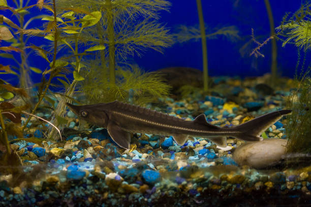 330 Small Fish In Big Pond Stock Photos Pictures Royalty Free 330-small-fish-in-big-pond-stock-photos-pictures-royalty-free