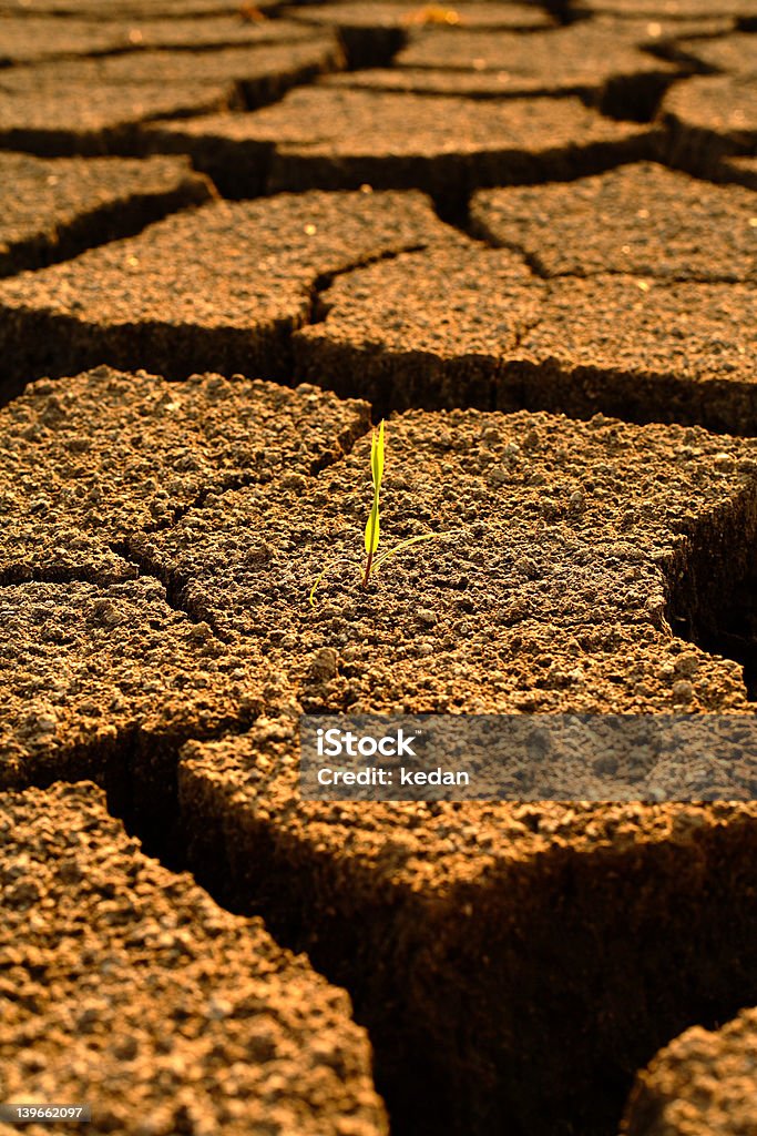 Grass starting to grow There is hope of life coming back a single straw of grass is growing back on parched land Abstract Stock Photo