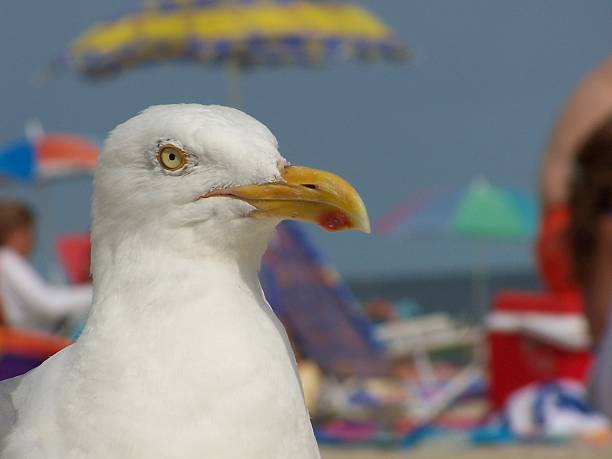 Beach eagle Seagull at the beach plushka stock pictures, royalty-free photos & images