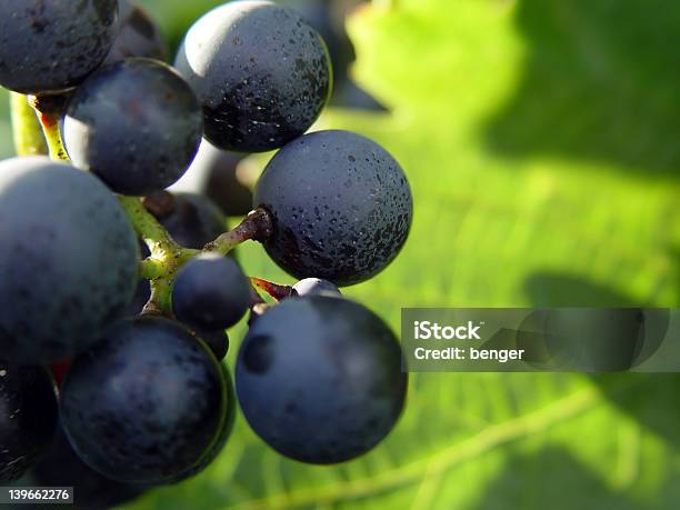 Macro Di Uva - Fotografie stock e altre immagini di Autunno - Autunno, Azienda vinicola, Close-up