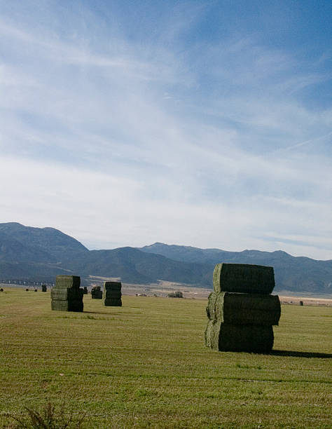istock Bales of hay 139662316