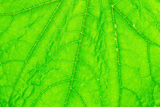 istock Beautiful background with macro photo green leaf 1396623192