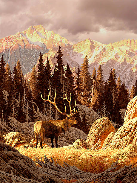 Elk in the Rockies Image from an original painting by Larry Jacobsen. / AF-021 bull animal photos stock pictures, royalty-free photos & images