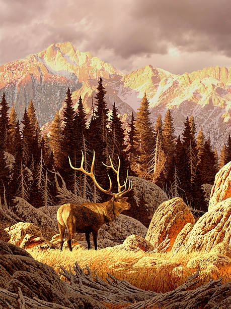 Elk in the Rockies Image from an original painting by Larry Jacobsen. / AF-021 bull pine stock pictures, royalty-free photos & images