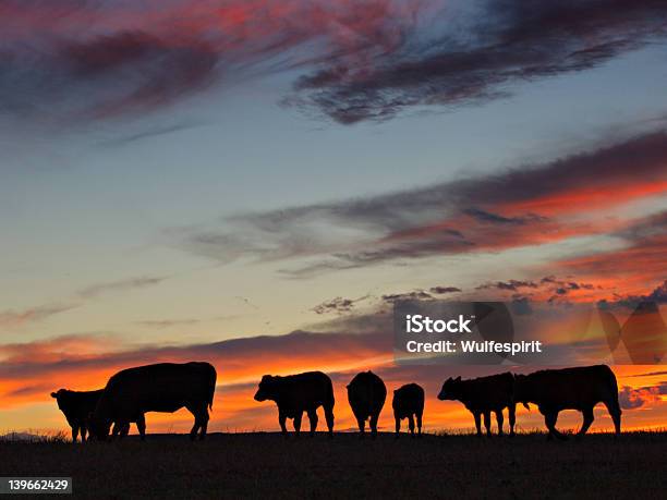 牛の夕日 - 家畜牛のストックフォトや画像を多数ご用意 - 家畜牛, シルエット, 日没