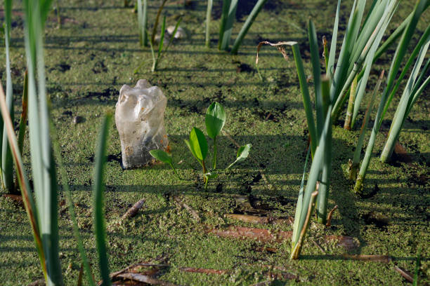 istock Plastic bottle discarded into water. Environmental contamination. 1396624665