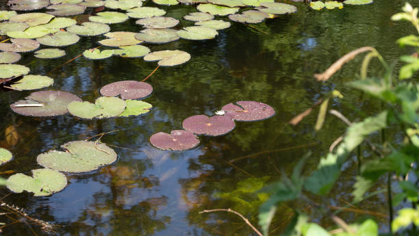 istock Water lilies in the nature reserve 1396624854