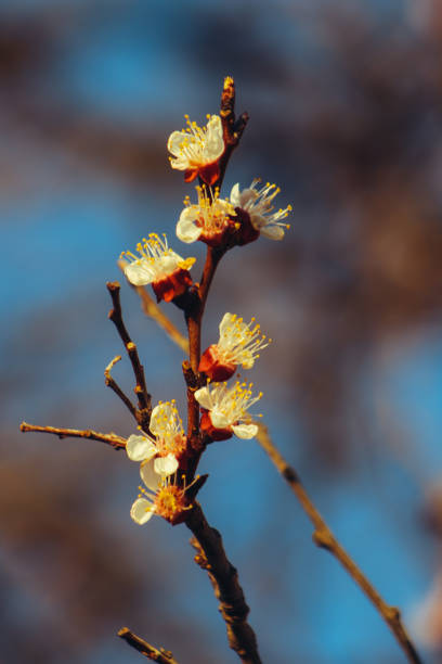 istock Blossom fills the air 1396624909