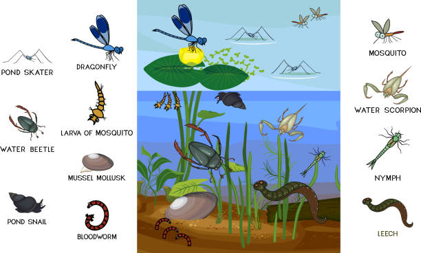 ekosystem stawu z różnymi zwierzętami bezkręgowców (owady,, pijawki) w ich naturalnym środowisku. schemat struktury biotopu stawu na lekcje biologii - snail isolated white white background stock illustrations
