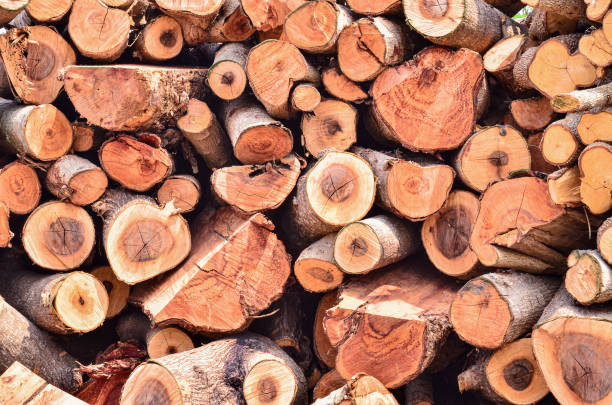 istock Many pile of wood 1396626047