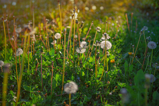 Dandelion seeds in a spring field at sunset