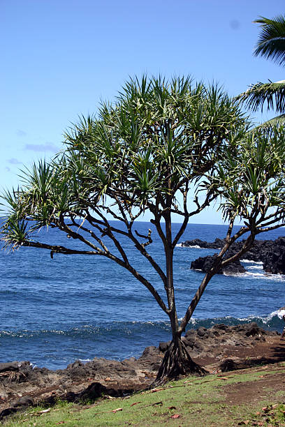 Hala Árvore-Maui litoral - fotografia de stock