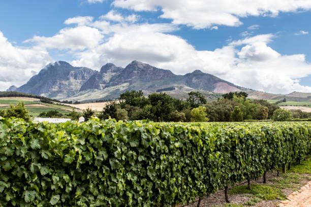 vinhedos na área da vinícola stellenbosch, cabo ocidental, áfrica do sul, áfrica - stellenbosch - fotografias e filmes do acervo